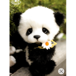 panda team girl