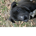 OREO THE PUPPY