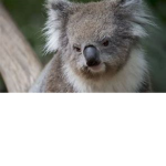 Koala. Fan Group
