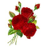 Roses | Clothing And Themes