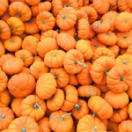 Pumpkin preppys