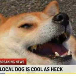 TDF: Doge Racing