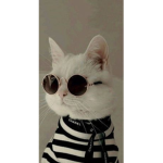 Purrfect People