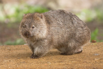 Wombat Nation