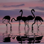 Flamingo Flock :)