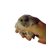 Hamter Gnag