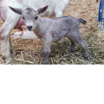 Goat Friends Of ROBLOX