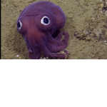 The squidz!