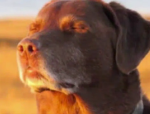Doge Productions Official Games