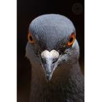 Mission Pigeon : Special Organization