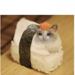 sᴜsʜɪ Cᴀᴛs