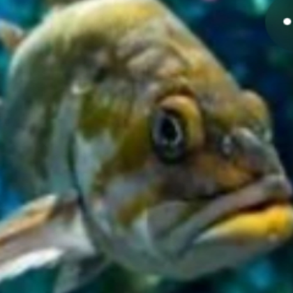 FunnyFish_8291723 Roblox decal