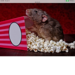 RATS ARE COOL CATS JUST DROOL