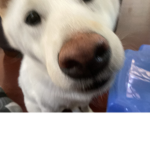 TofuTheShibaInu