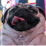 Pug power!!