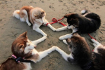 The Roblox Doge Cult