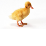 #Ducks For Life