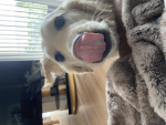 Doggy palls