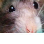 Official Rat Pack planning service
