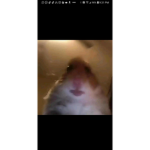 Lol hii ppl