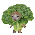 화이트 쿠키