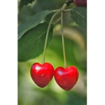 The cherry berries