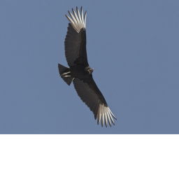 black wings fort
