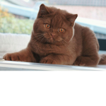 Cat PeopIe