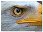 Eagle Eye