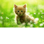 Kitten house
