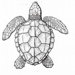 Save_The_Turtles!