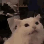 …Cat…