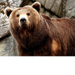 Bear fun!?