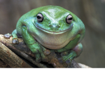 Phat Frogs Squad!