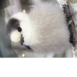 Simplyxkoala