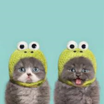 *Clothing Kittens*