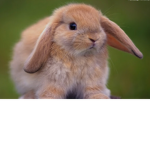 ox The bunny family xo