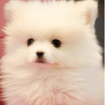 로벅쯔 안줘