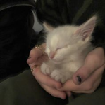 kitcadia