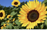 Giveaway my sunflowers!!
