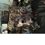 #coll husky