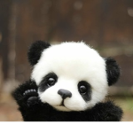 Haneen’s PANDAS