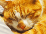 猫好きグル〜プ！
