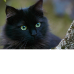 BlackNightCats Group