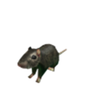 rat gaming.