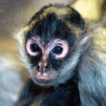 The Monkey Wave