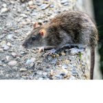 Rat raid time join to raid rat