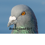 _-ᴅᴜᴄᴋʏ-_