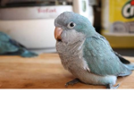 My birb