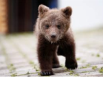 ~|Tiny little Bears|~